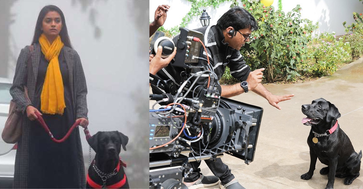 dog breed in movie entertainment