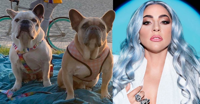 The dogs were stolen when they were taken for a walk. Photos: Instagram