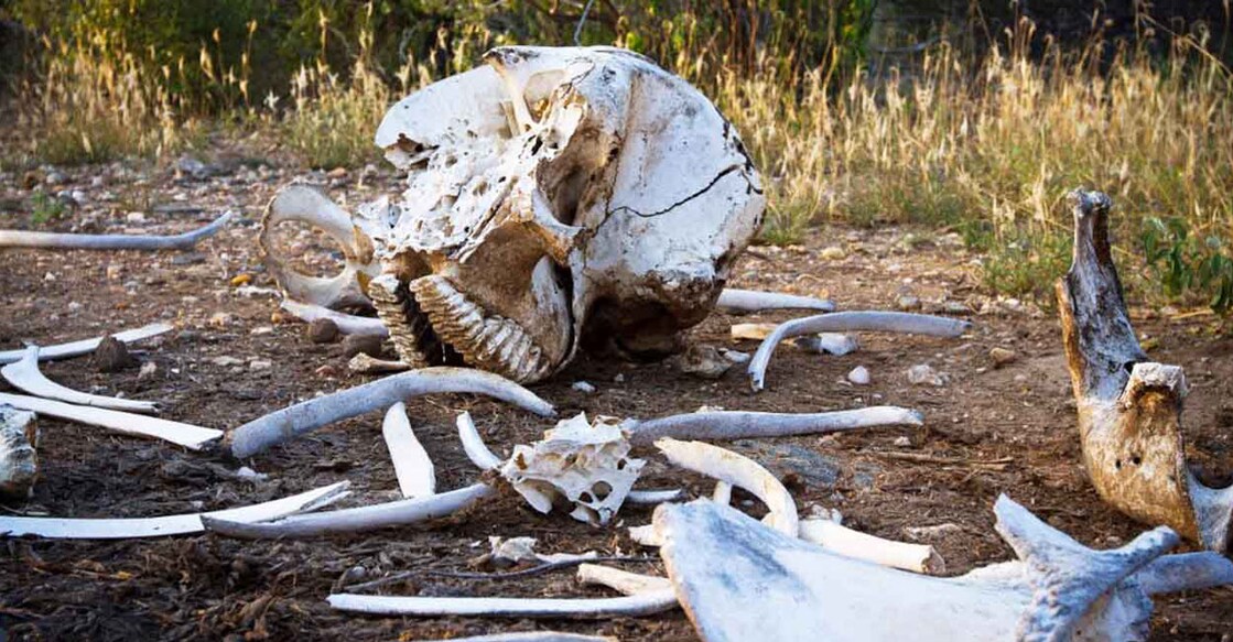 The skeletal remains of an elephant killed by poachers for its tusks in one of Kenya's national parks. Similar skeletons were found by the forest department team that came to collect evidence in the forests of Kerala. Photo | Ivan Lieman | AFP