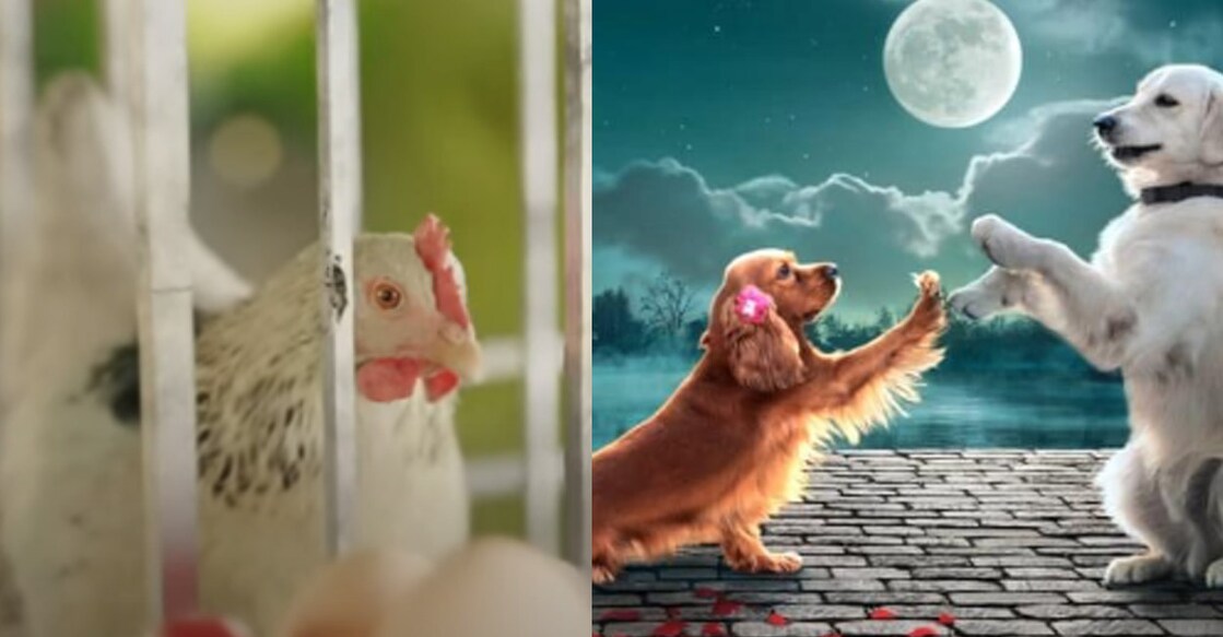 A scene from 'Palthu Janwar', Valatty poster. Photos: YouTube/ Imdb