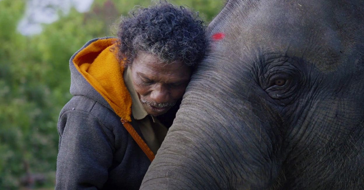 elephant-two elephant-two