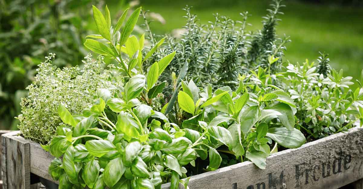 herbs