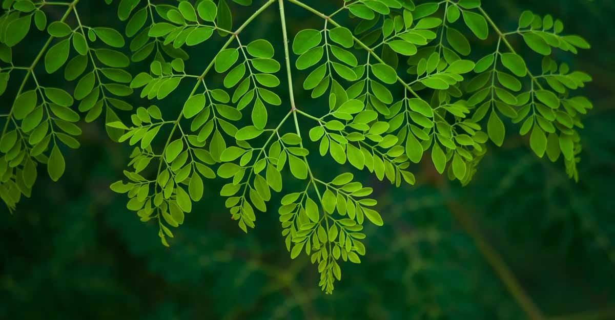 Moringa Oleifera Leaves