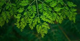 Why to avoid moringa leaves during Karkidakam Why to avoid moringa leaves during Karkidakam