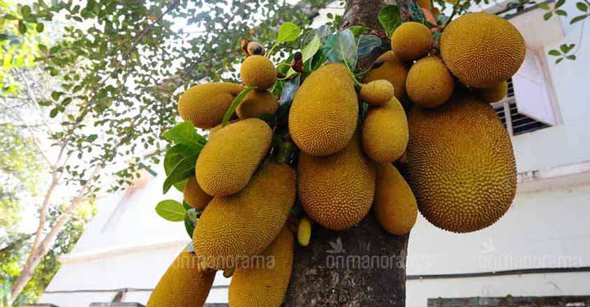 Jackfruit Jackfruit