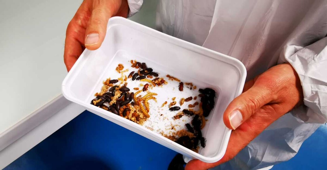 Overcoming the 'yuck factor': Yellow grub becomes EU's first insect food
