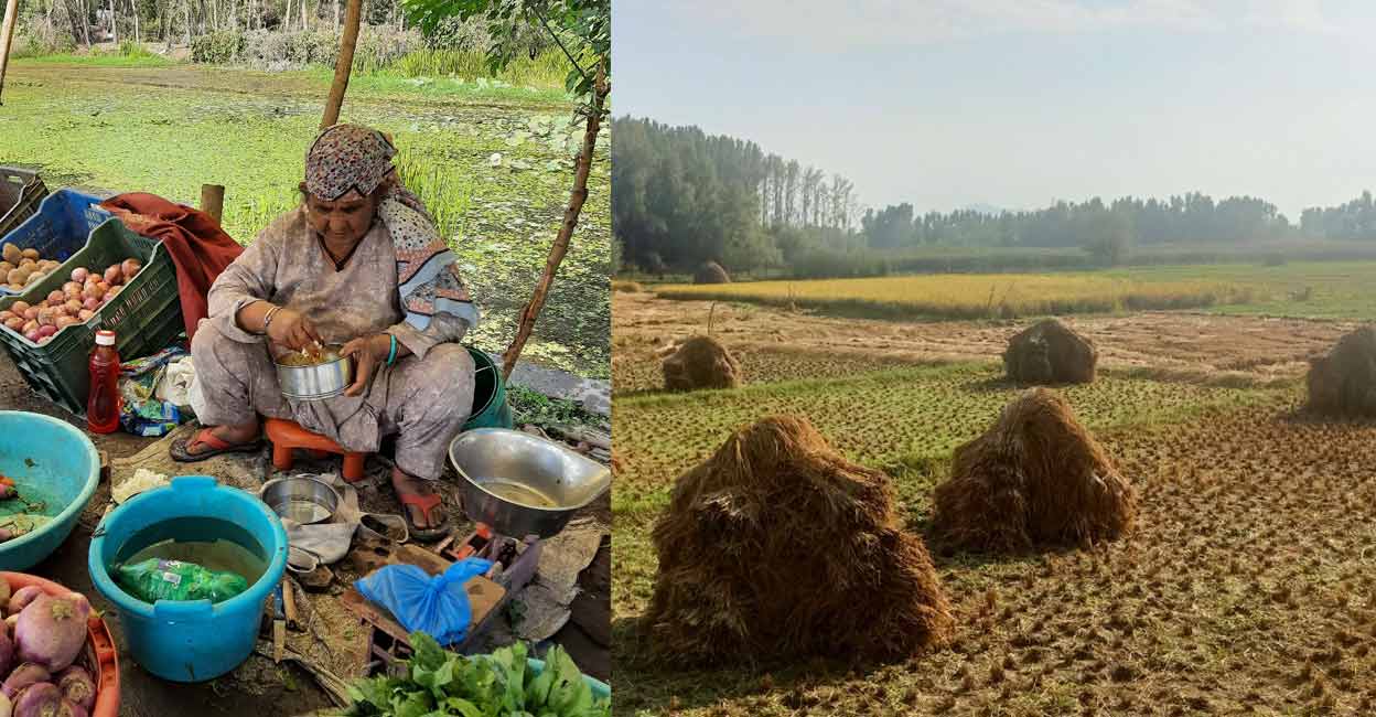 dal-lake-farming dal-lake-farming
