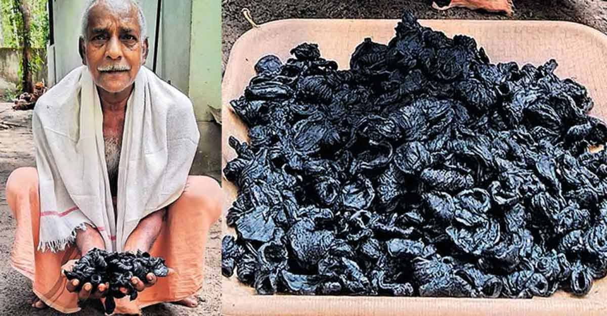 Perumpalam is where the king of 'kudumpulis' grows