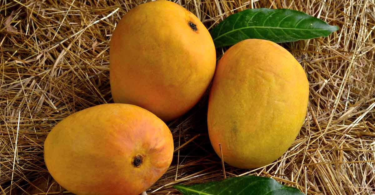 alphonso-mango alphonso-mango