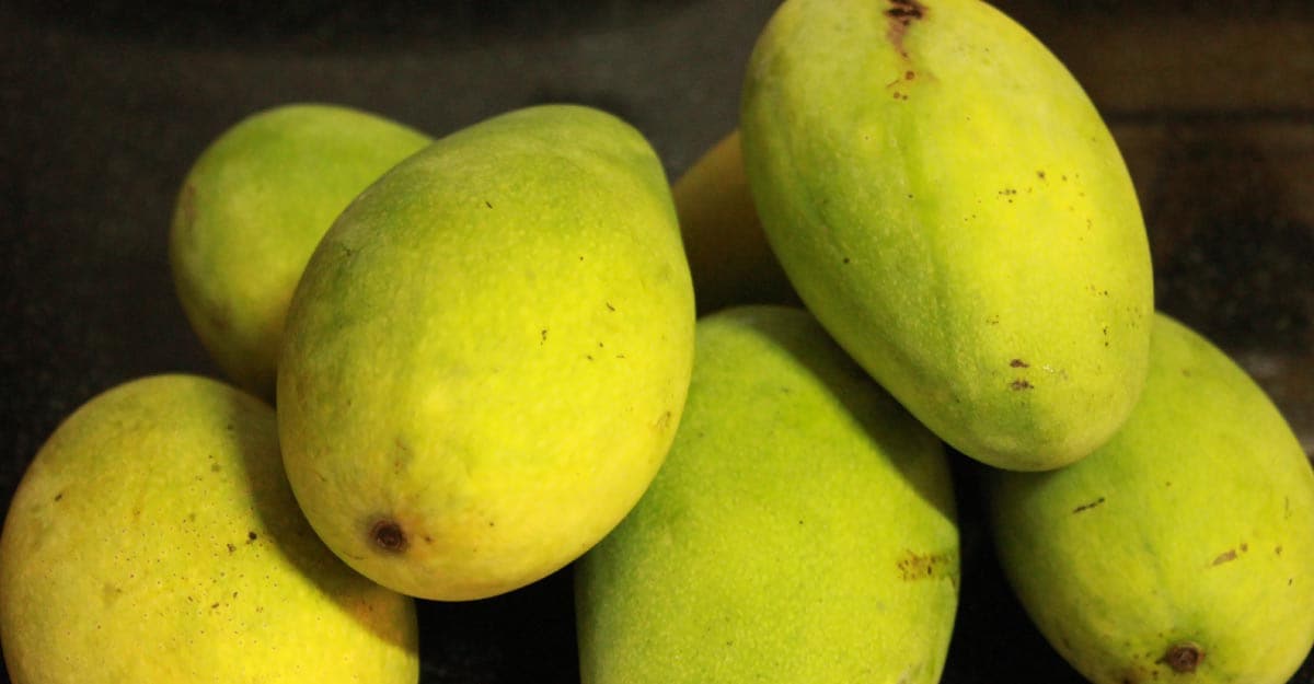 dasheri-mango dasheri-mango