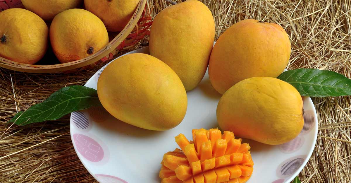 All about the king of fruits- Mango All about the king of fruits- Mango