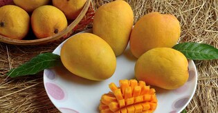 All about the king of fruits- Mango