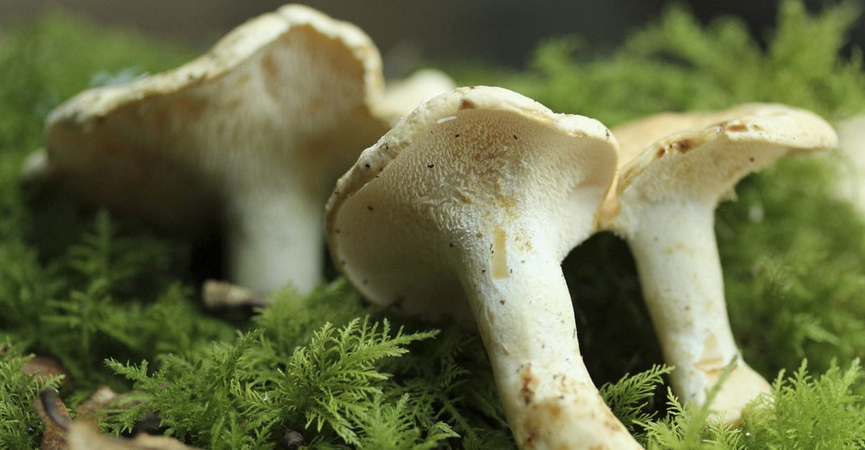 hedgehog-mushrooms hedgehog-mushrooms