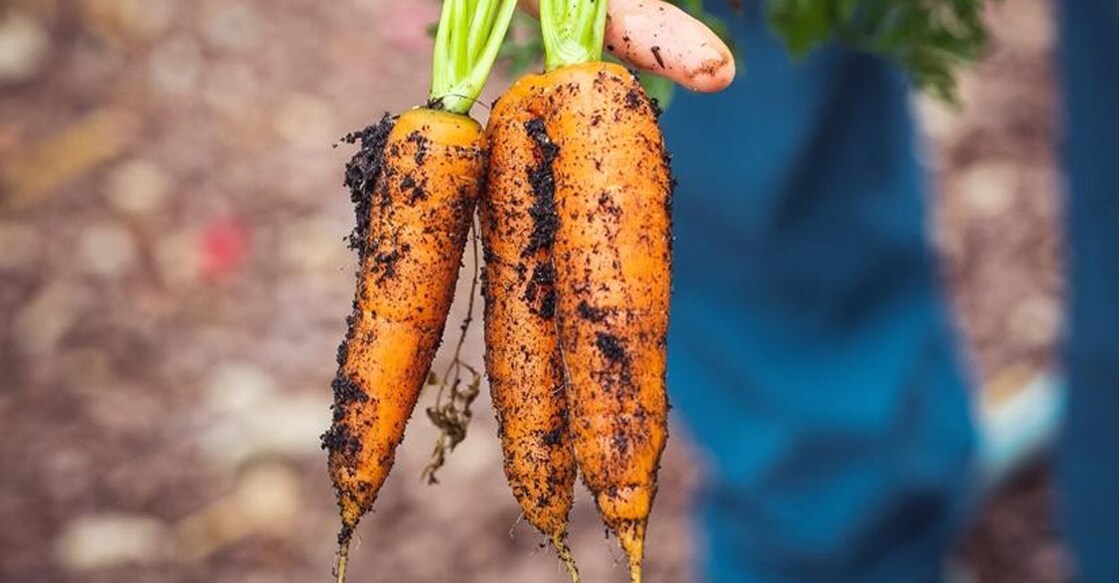 Carrot. Photo: IANS