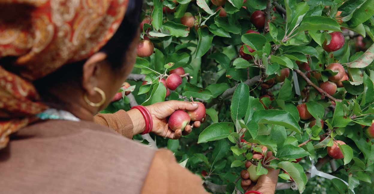 Photo: www.fromshimla.com