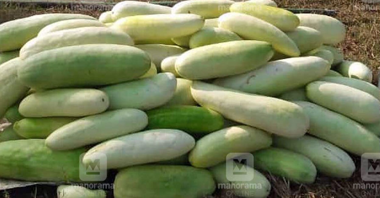Try snap melon juice to beat the summer heat