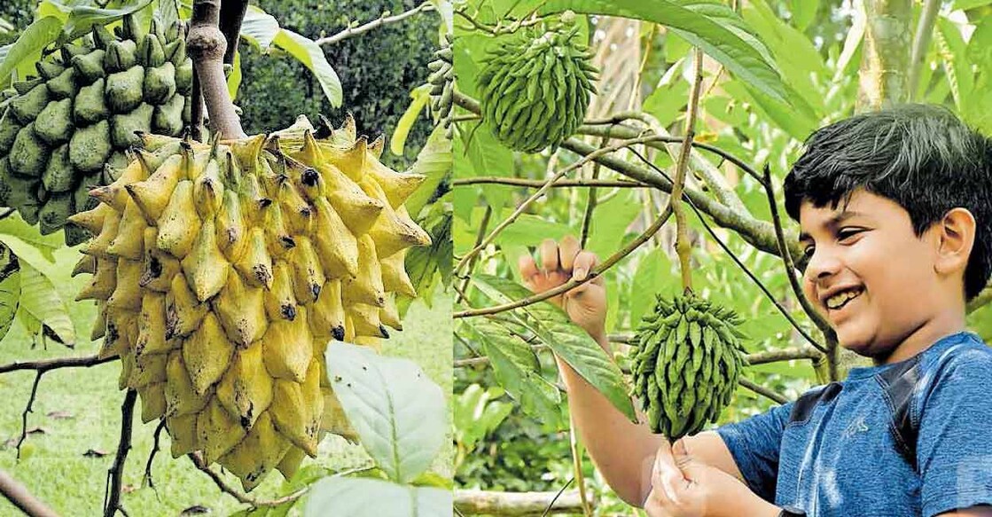 Rollinia or the lemon meringue pie fruit – a tropical favourite