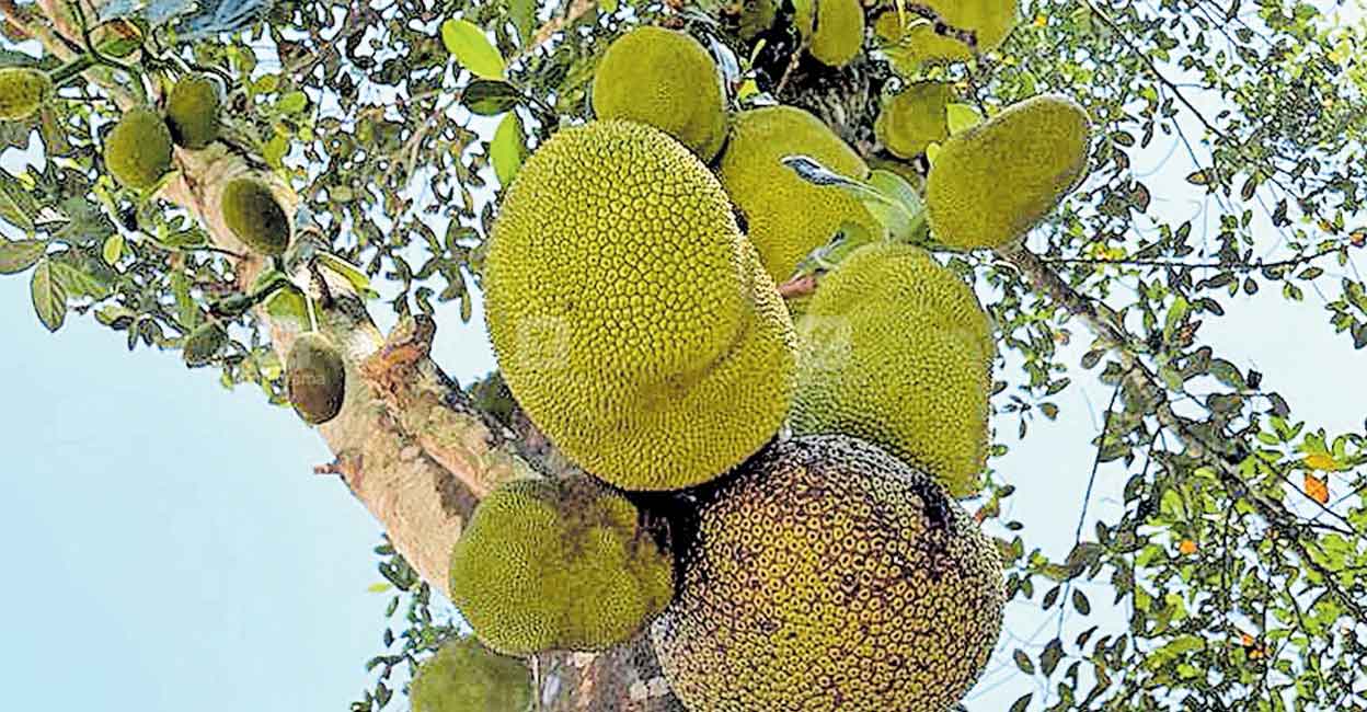 Know the incredible benefits of the Wayanad variety of tender jackfruit