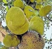 Ever heard of the 'aatta' made of jackfruit? Here's what American Society of Nutrition says about it
