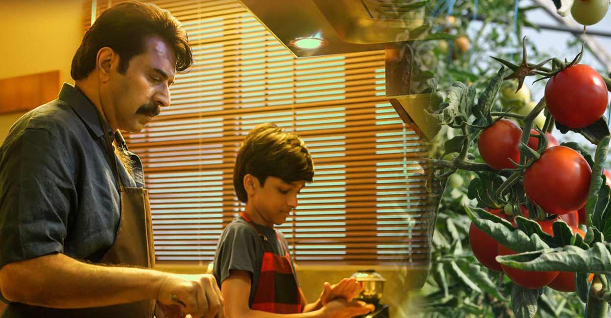mammootty-puzhu-tomato mammootty-puzhu-tomato