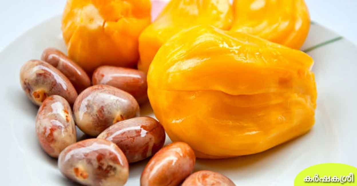 jackfruit seed The jackfruit seed is a storehouse of various vitamins and minerals.