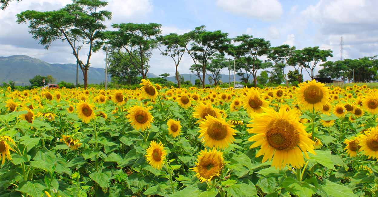 Gundlupet-where a thousand flowers bloom Photo: Shutterstock/Praveen Kumar P S