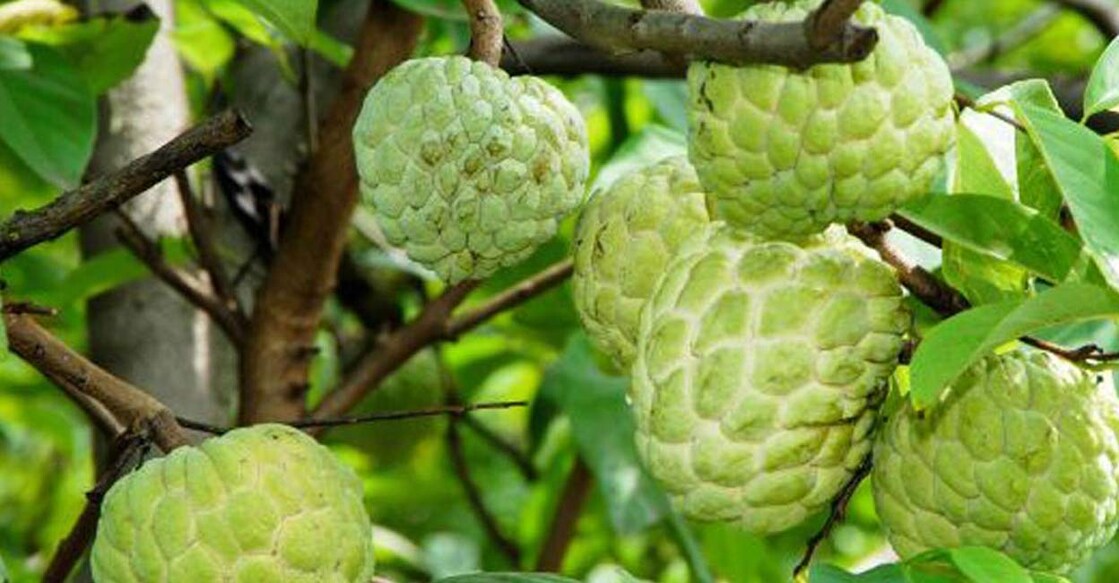 Know your fruit | Are custard apple and mullatha the same? 