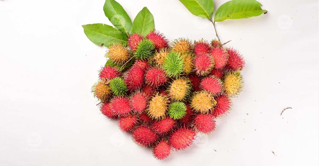 Rambutan. Photo: Manorama/Rijo Joseph