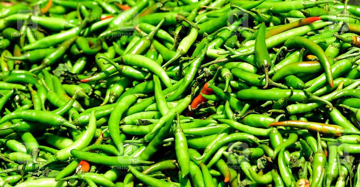 How to keep green chillies fresh for up to a month