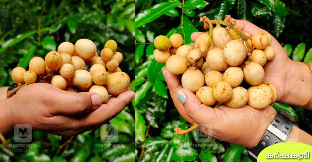 Longkong fruits