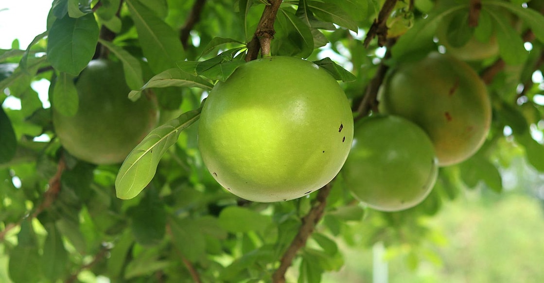 Bael or Bilva tree is an important religio-medicinal tree that has many local names