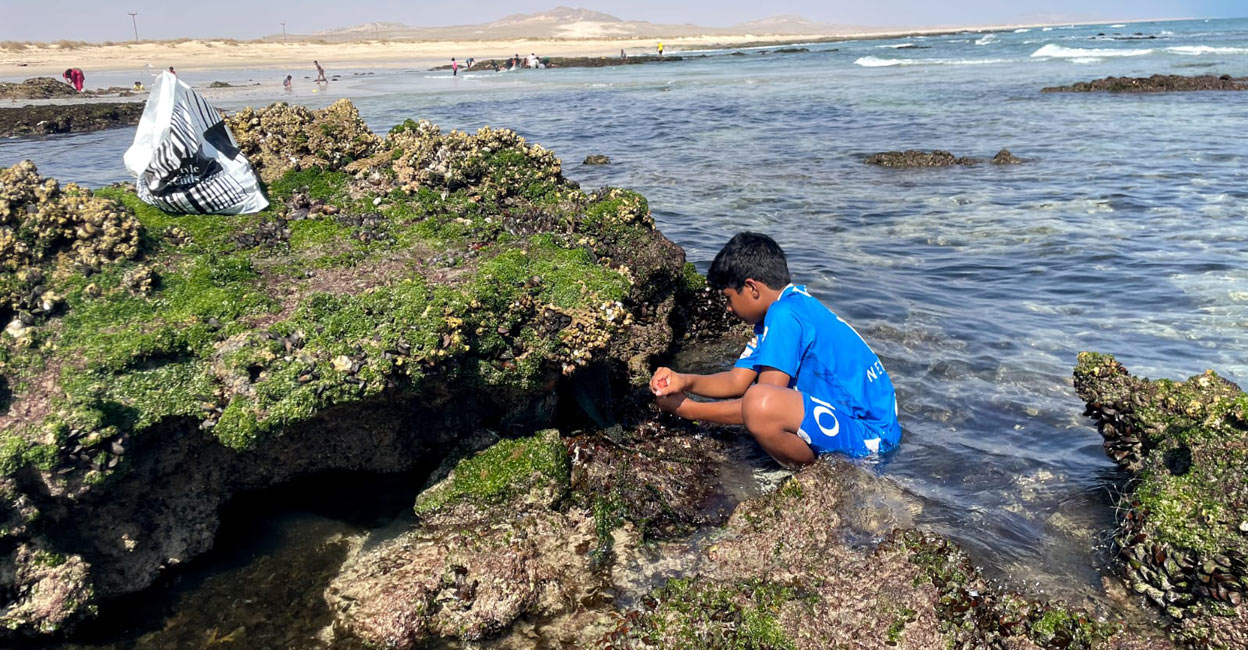 The main advantage is that the much-sought-after item is available free of cost in Oman, while it needs to be purchased from fish sellers in Kerala. Photo: Special Arrangement