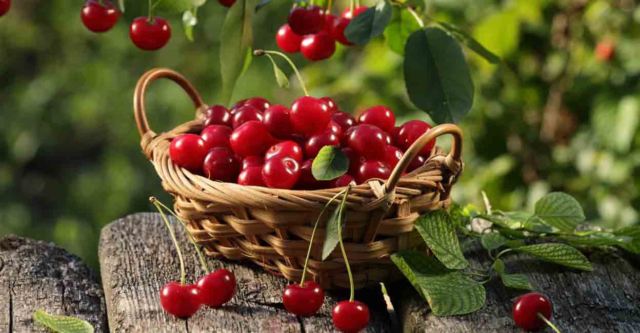 cherry Aanti inflammatory enzymes in cherries lower uric acid levels. Photo: Shutterstock/Shulevskyy Volodymyr
