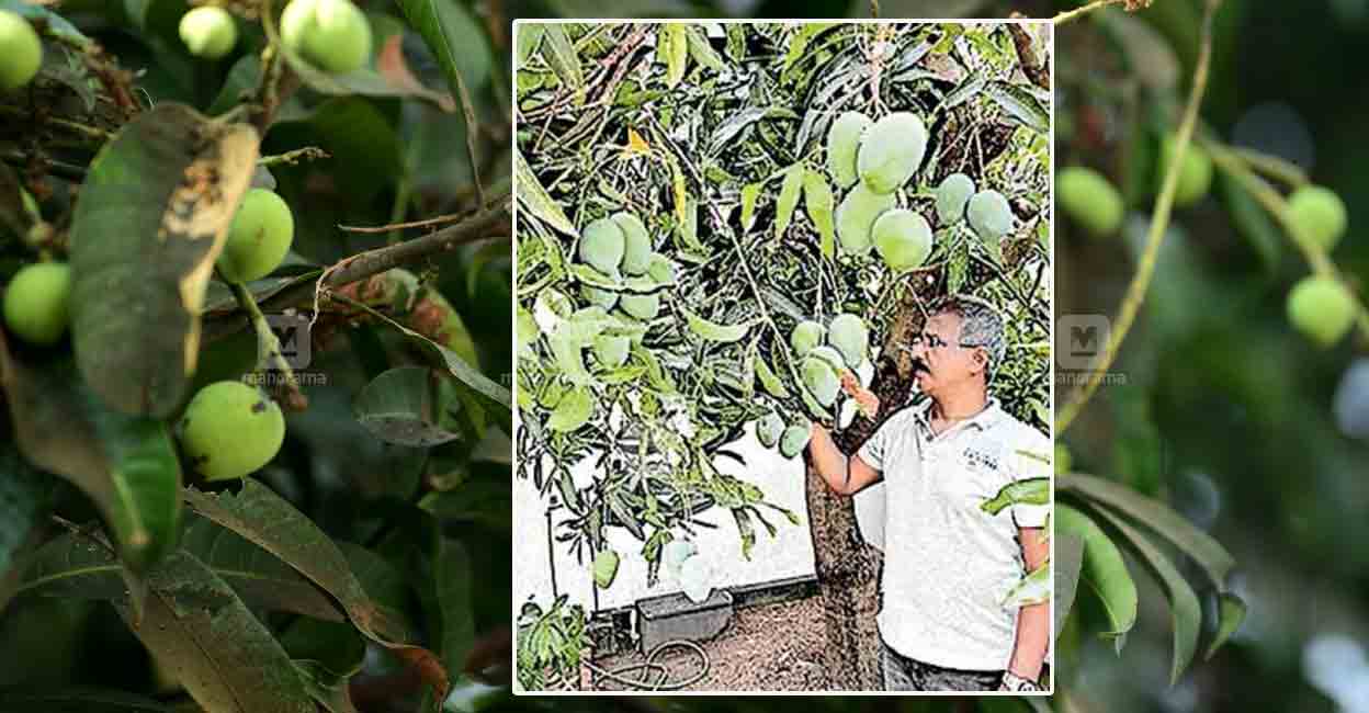 tomy-manuel-mangoes Tomy Manuel near the mango tree on his courtyard. Photo: Manorama