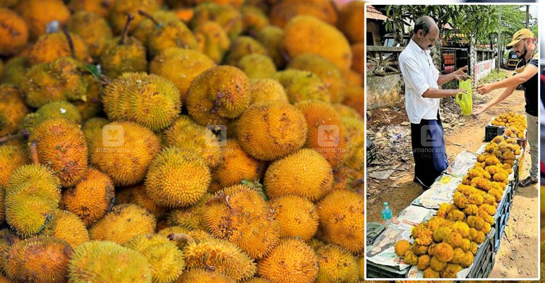 Many wayside fruit shops are now lined with fresh wild jackfruit that are mostly brought from Idukki district. Photo: Manorama