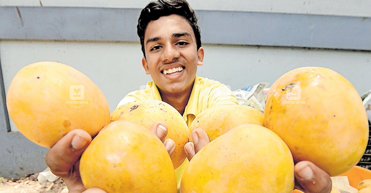 Kuttiattoor mangoes got the GI tag two years ago. Representative image/Manorama