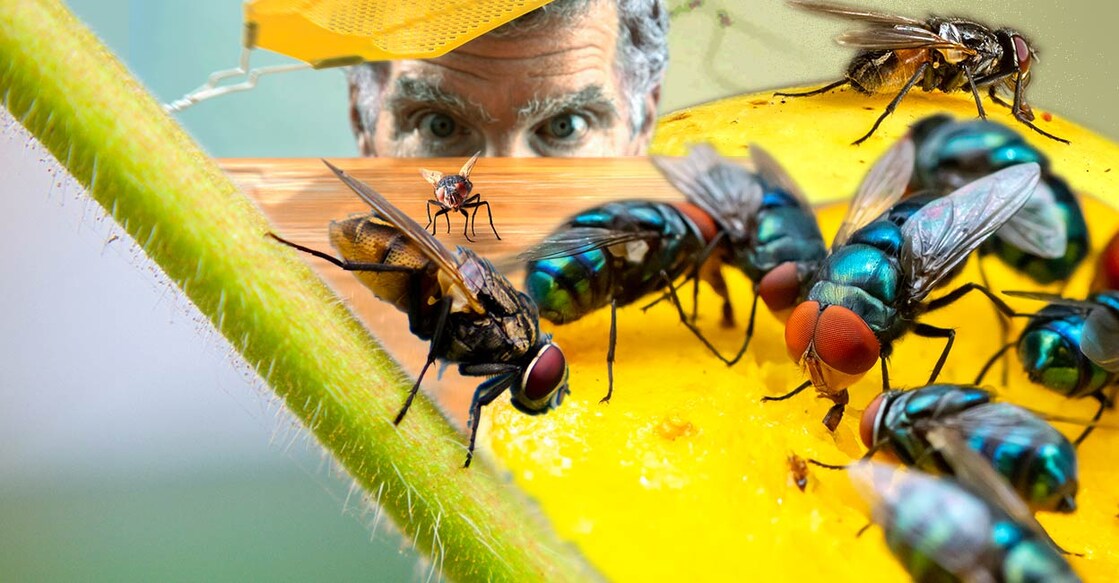 Monsoon time attracts houseflies into our homes and they can be quite a nuisance. Representative image/iStock/cglade/Ananta Bijaya Dauliya/heckepics/Phichaklim1