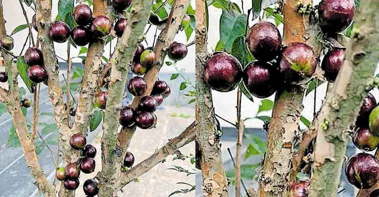 The plump exotic fruit that grows on small branches at twenty feet high tastes exactly like grapes. Photo: Manorama