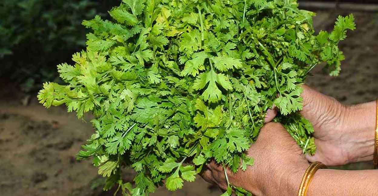 Coriander leaves wouldn’t decay easily if they are nicely dried. Photo:  Shutterstock/Rainbow_dazzle
