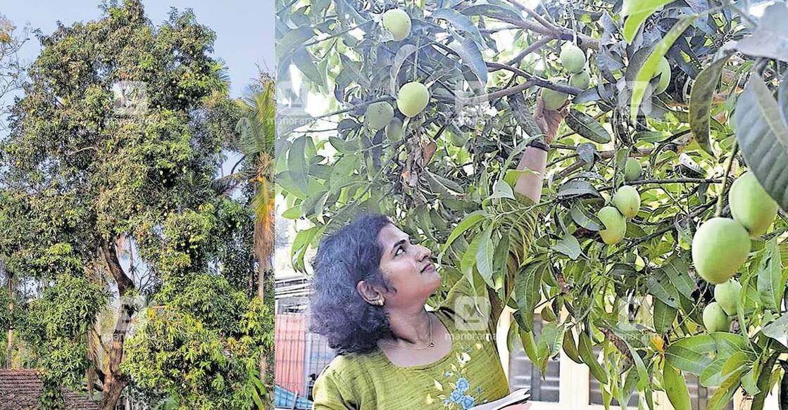 Small orchards of Kunjyangalam and other varieties of mangoes would be grown in public spaces of Kannur and Kasargod districts, as part of the project. Photo: Manorama