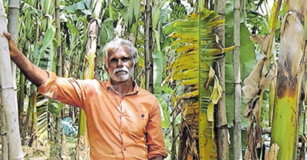 Kandamangalath Krishnan in Rajakkad grows the 'pedalamariyan banana' on his farmland. Photo: Manorama