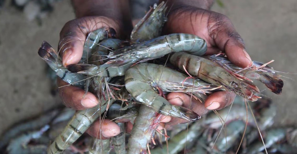 Government will provide finance for shrimp farming and marketing. Photo: Biswa1992/iStock