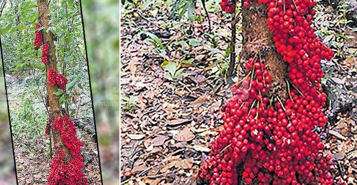 The delicious red fruits are now high on demand and are sold for Rs 60 per kilo. Photo: Manorama