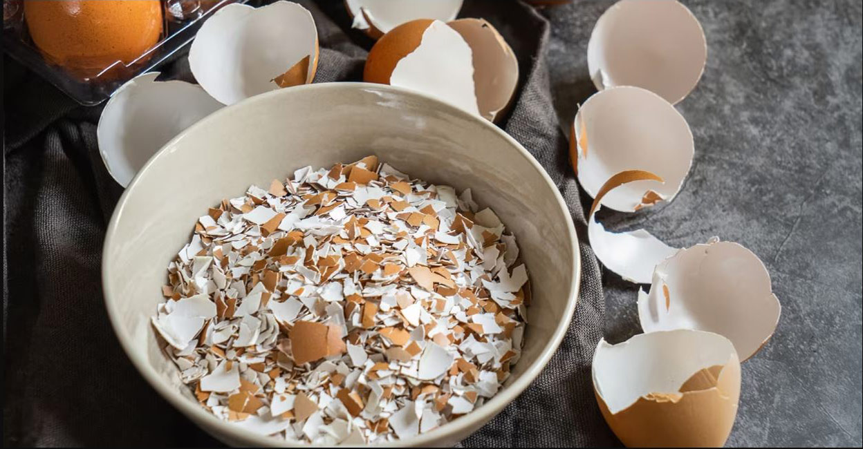 Eggshells are a storehouse of calcium and other nutrients. Photo: Shutterstock/Sucha Kittiwararat