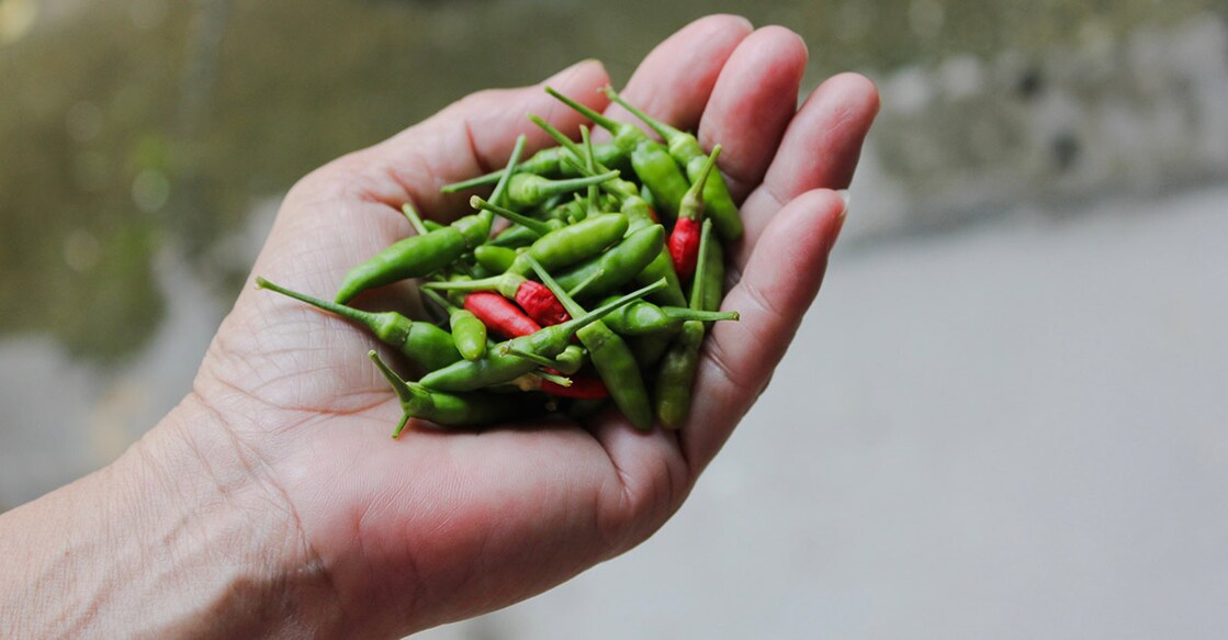 Kanthari chilli. Photo: Shutterstock/Pattypattra