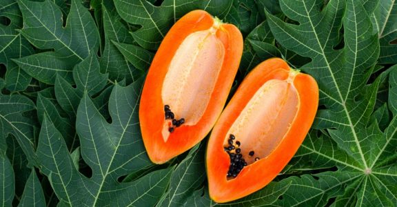 Dojrzała papaja na surowych liściach