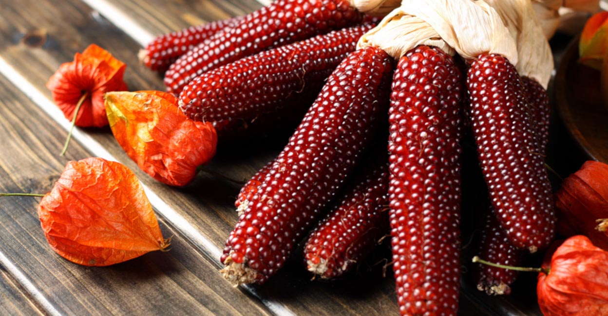 Red corn cobs. Photo: iStock/chengyuzheng