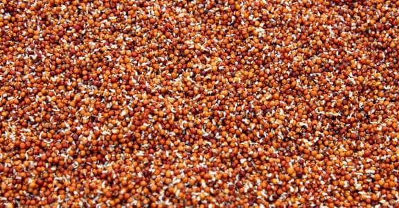 A step-by-step guide on how to sprout ragi at home