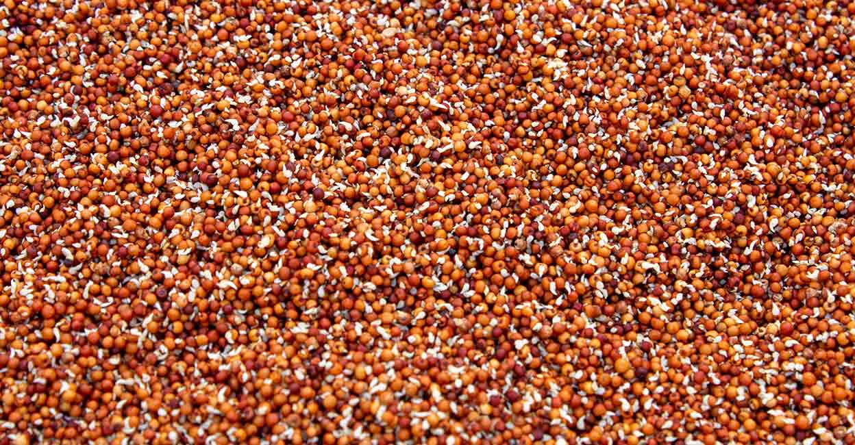 Sprouted finger millet. Photo: iStock/Manivannan Thirugnanasambandam