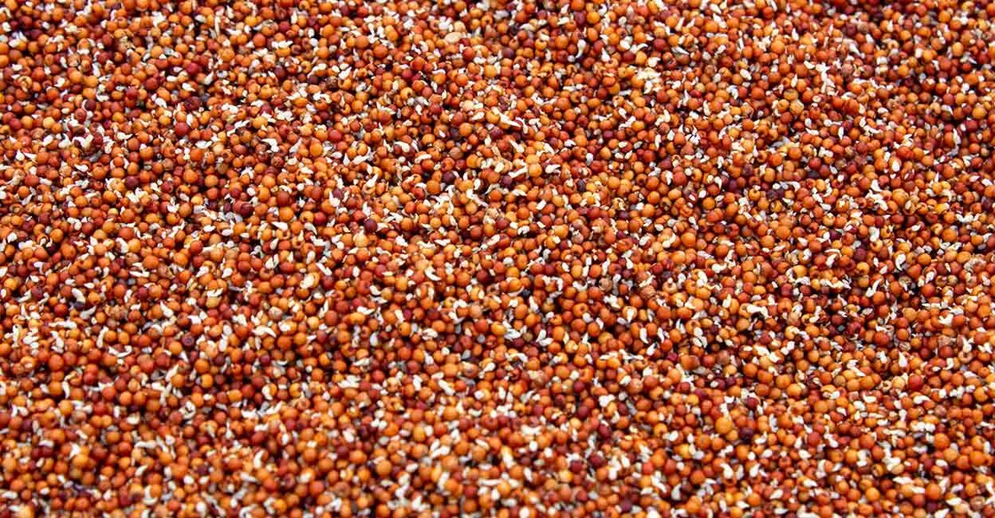 Sprouted finger millet. Photo: iStock/Manivannan Thirugnanasambandam